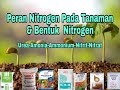 Peran Nitrogen Pada Tanaman & Bentuk Nitrogen ||| Urea - Amonia - Ammonium - Nitrit - Nitrat