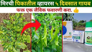 मिरची पिकावरील व्हायरस वर उपाय | chilli virus solution | chilli leaf curl virus | मिरची बोकड्या रोग