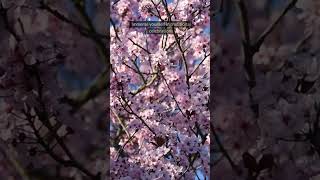 Blossom Bliss: Exploring Japan's Cherry Blossom Season 🌸✨#japan #sakura #cherryblossom