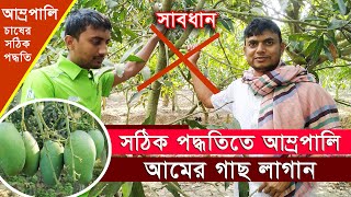 আম্রপালি অতি ঘন পদ্ধতি কেন ভালো নয় দেখুন || Amropali Mango ||  কৃষি ও কৃষকের সাফল্য || আম্রপালি আম