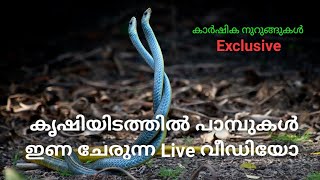 Snake Mating Rare Video