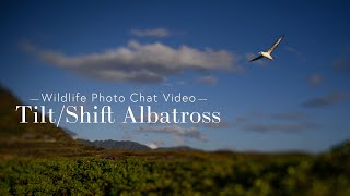 Tilt Shift Albatross - Wildlife Photo Chat Video