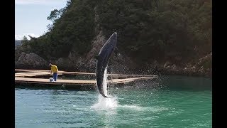 2018.11.16 太地町立くじらの博物館（和歌山県）クジラショー