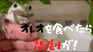 オレオを食べたカエルの悲劇！お口がタラコ唇に・・