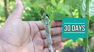 3 Grafting ideas on fruit plants