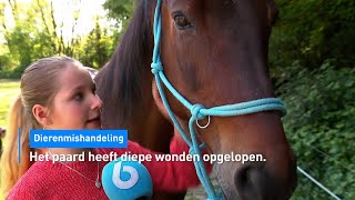 Dierenbeulen bekogelen paard met takken en stenen: 'Hij kon bijna niet ademen' | Hart van Nederland