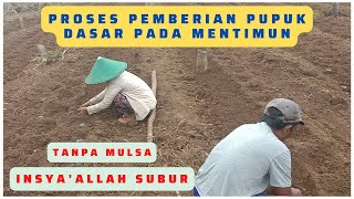 Proses pemberian pupuk dasar pada mentimun