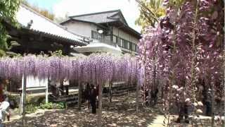 福岡県北九州市　吉祥寺「藤まつり」