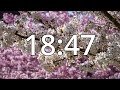 29 minutes timer with music cherry blossom timer