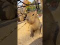 capybara 卡皮巴拉 小小水豚之霸氣眼神😏 capybara 水豚 水豚君 卡皮巴拉 呆萌 cute 可愛い 萌寵 療癒 short