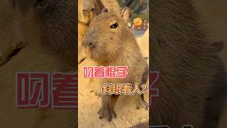 capybara 卡皮巴拉 小小水豚之霸氣眼神😏 #capybara #水豚 #水豚君 #卡皮巴拉 #呆萌 #cute #可愛い #萌寵 #療癒 #short