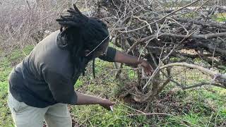 How to prune a grape vine! (Fall/Winter Fruit Tree Pruning)