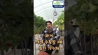 동절기 겨울!!! 딸기 일액현상이 많은 것이 좋을까??? 없는 것이 좋을까? #shorts