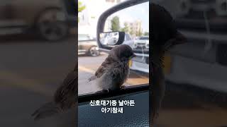 신호 대기중 갑자기 날아든 아기참새