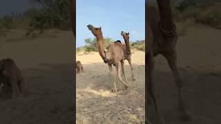 How Camel Love Their Partner