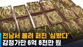 캐는 순간 '깜짝'…감정가 '6억 8천만 원' 희귀 산삼 나왔다 / SBS / 오클릭