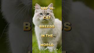 Top 10 Cat Breeds in the World