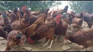 RIR Hens Farming in Pakistan