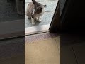 玄関開けたら0秒で猫