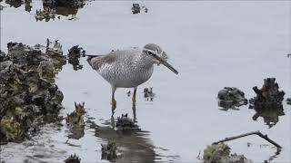 2020 5 6  キアシシギの採食行動　平潟湾