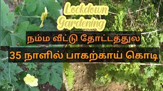 35 நாளில் என் பாகற்காய் கொடி 😍🌱easy to grow...