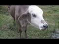 cow ruminating