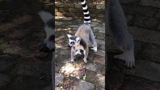 Interesting Animals of Madagascar: Lemurs and Fossa