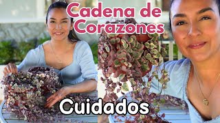 Cadena de Corazones | Ceropegia Woodii  Variegada CUIDADOS