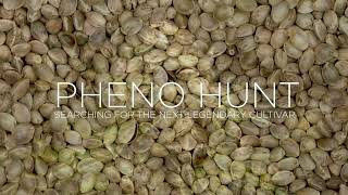 Pheno Hunt: Searching For The Next Legendary Cultivar