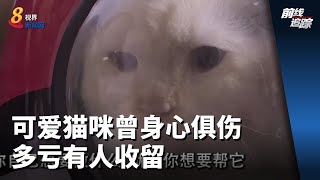 前线追踪 | 可爱猫咪曾身心俱伤 多亏有人收留