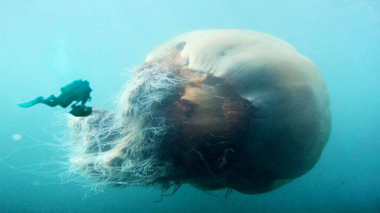 World S Biggest Jellyfish Youtube