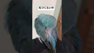 毛づくろい中のマメルリハインコ