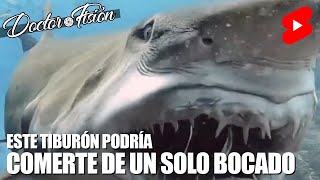 Este TIBURÓN ES INCREÍBLE 🦈