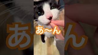 お菓子の食いつき方がすごいな #shorts #cat #猫のいる暮らし #猫 #猫動画 #猫のいる生活 #ハチワレ猫 #CATmovie