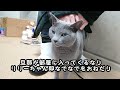 【猫動画】旦那に沢山撫でてもらいたいロシアンブルー【russianbule】russian blue who wants to be petted a lot by her owner