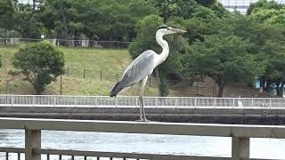 【鳥】アオサギさん、運河の片隅で休憩中？  #運河 #環境音 #canal #休日 #風景動画 #野鳥 #アオサギ #かわいい