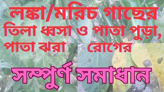 লঙ্কা/মরিচ গাছের তিলা ধ্বসা, পাতা পোড়া ও পাতা হলুদ হয়ে ঝরে পড়ে 💯 সম্পুর্ণ সমাধান🌶️ Chelli disease