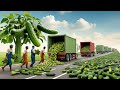 Cucumber Pickles Mega Factory Processing Millions | Farmer Nog