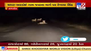 Caught on cam: 3 lions spotted on the Shapar-Ardoi road| Rajkot