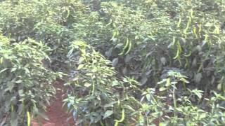 Chilly farming
