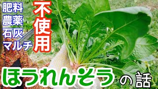 〔ホウレンソウの話〕／種蒔きから収穫・品種について【野菜の解説】2020年1月17日