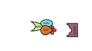 The hedgehog signaling pathway – Part 1: Normal situation