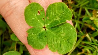 May this four leaf clover bring you hope \u0026 faith !! 🍀 #shortsfeed