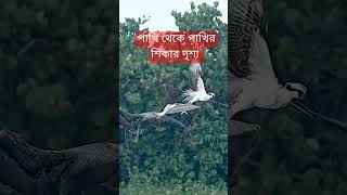 পাখি থেকে পাখির শিকার এ যেন বাঘের উপর টাক মারা#পাখির শিকারের অসাধারণ কৌশল #funnyvideo