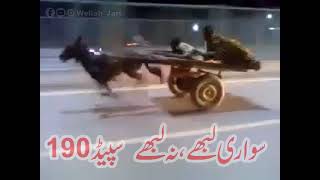 Donkey Out Of Control | High Speed Race On GT Road | Full Action