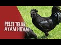 Ilmu Pelet Telur Ayam Hitam Pelet Legendaris