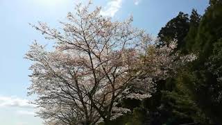 #満開の桜　#桜並木　#田舎の風景　#何でもない日常　#田舎暮らし【何気ない日常10】何でもない田舎の風景を、どうぞ「風のスケッチブック」風になる【ノーナレーション】