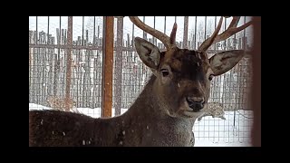 БЕСПЛАТНЫЙ РЯЖСКИЙ ЗООПАРК! ЯНВАРЬ 2022 г. (приезжайте и отдыхайте всей своей семьей)