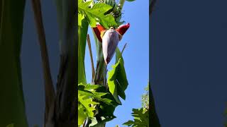 Banana blossom(ငပျောဖူး)