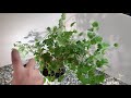 how to get rid of white flies on indoor plants quick fix